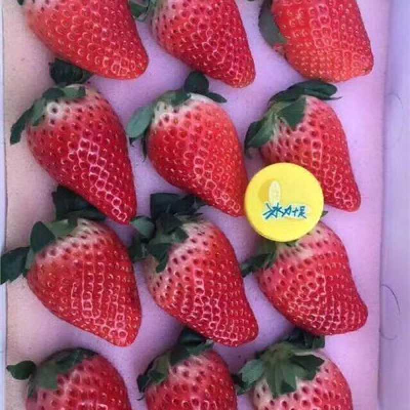 真田奶油草莓(白盒)