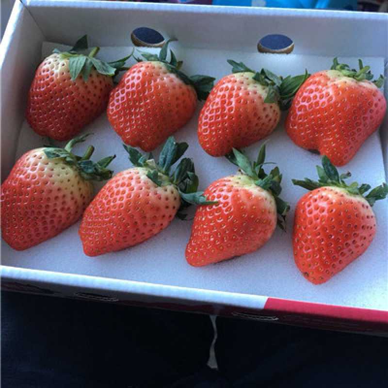真田奶油草莓(白盒)