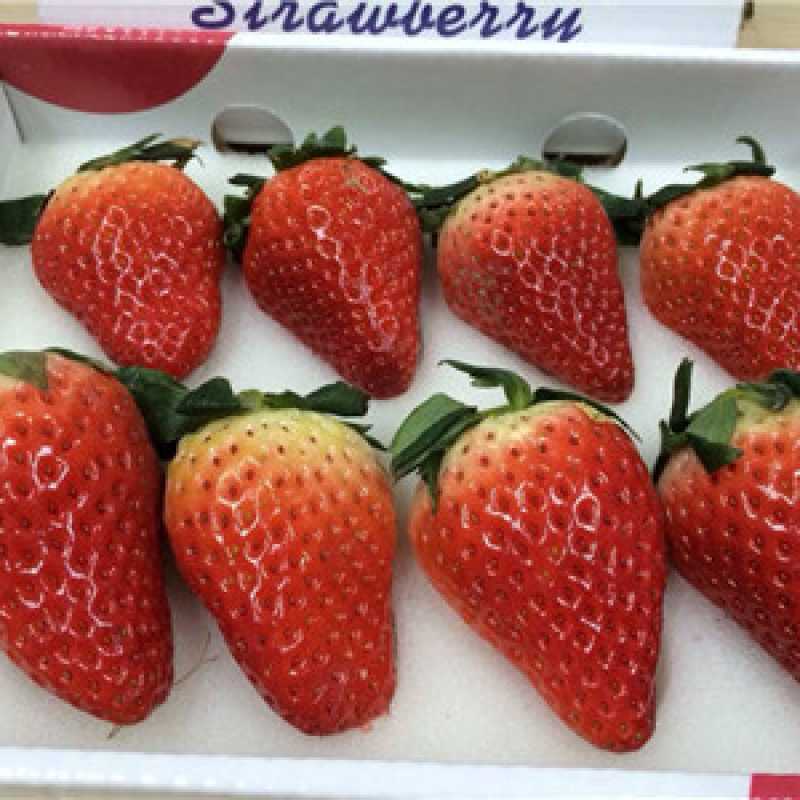 真田奶油草莓(白盒)