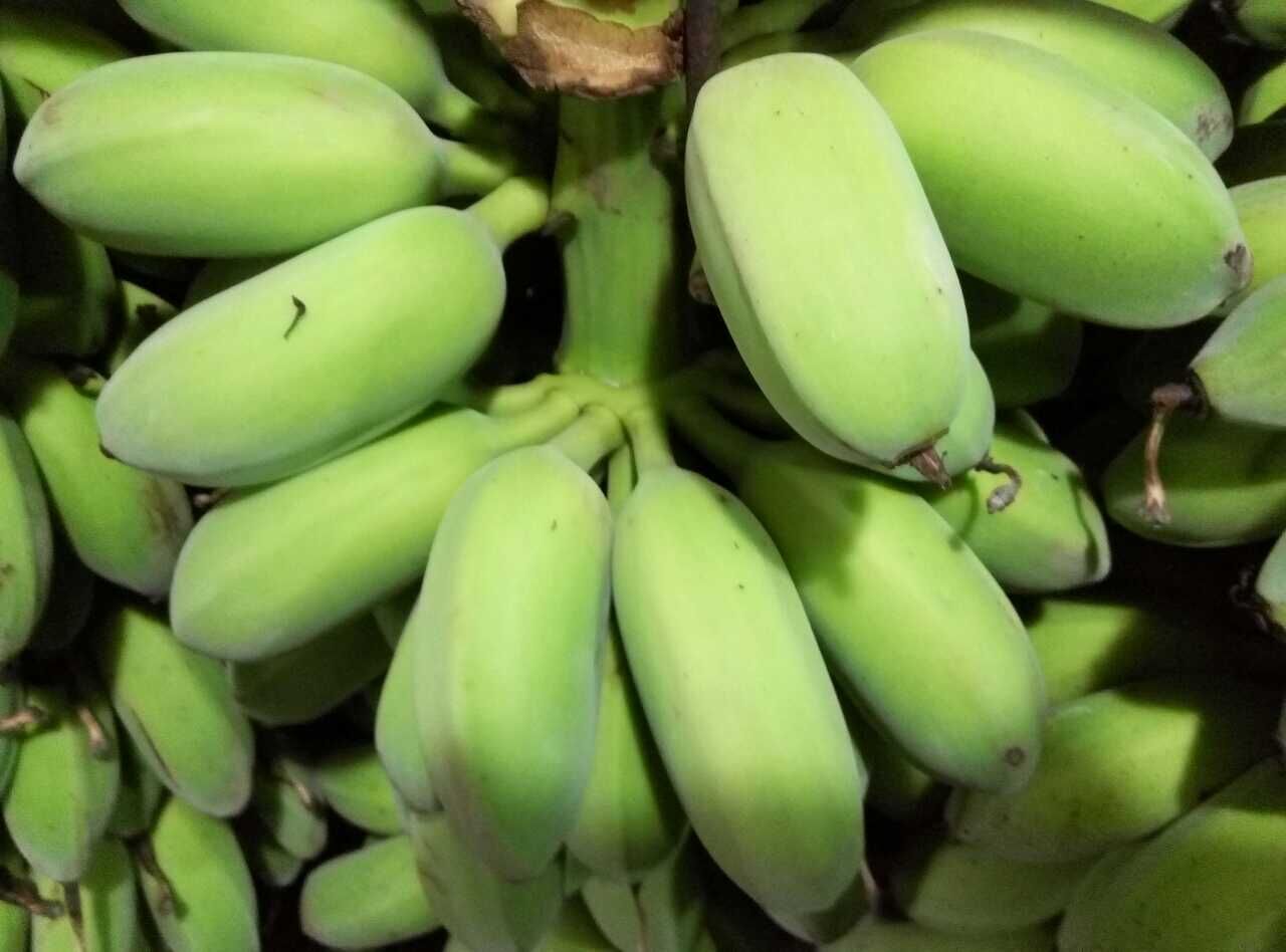 得名苹果蕉,一是因为蕉蒂很像苹果蒂,二是有苹果的口感,吃起来甜中带