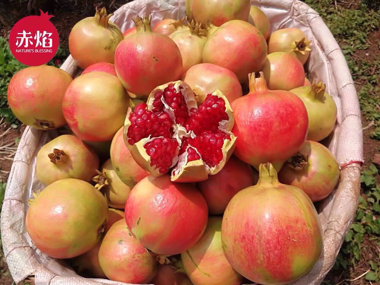 赤焰突尼斯软籽石榴