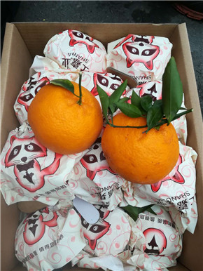 【金狐狸】春见不知火