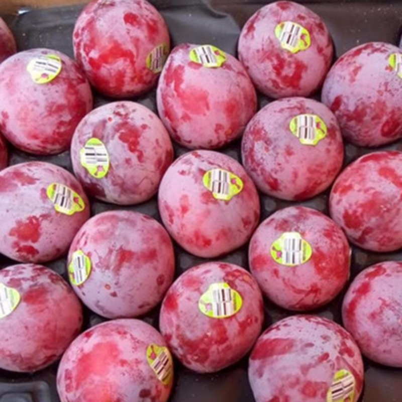 鸵鸟蛋             登录后查看价格