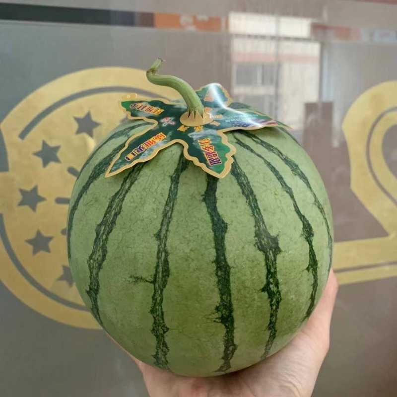 帅童无籽西瓜
