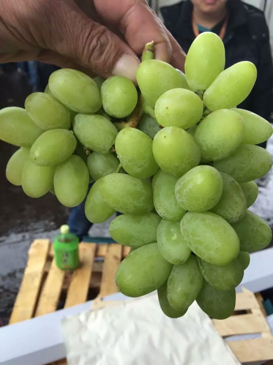 智利无籽青提
