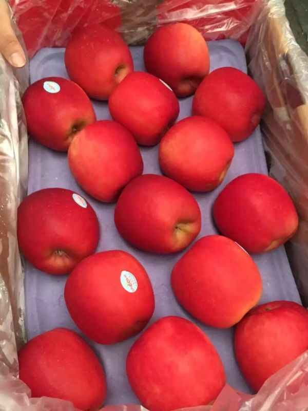 新西兰香妃苹果