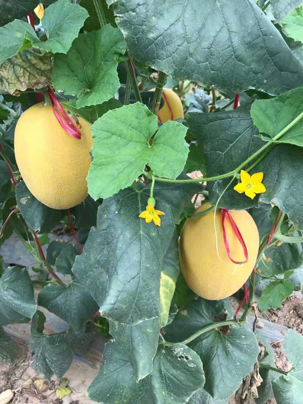 金宏黄冠蜜瓜(长沙出)